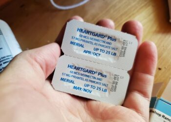 Ivermectin isn’t a cancer miracle drug, but influencers claim otherwise – here’s how to avoid sprinting past scientific evidence