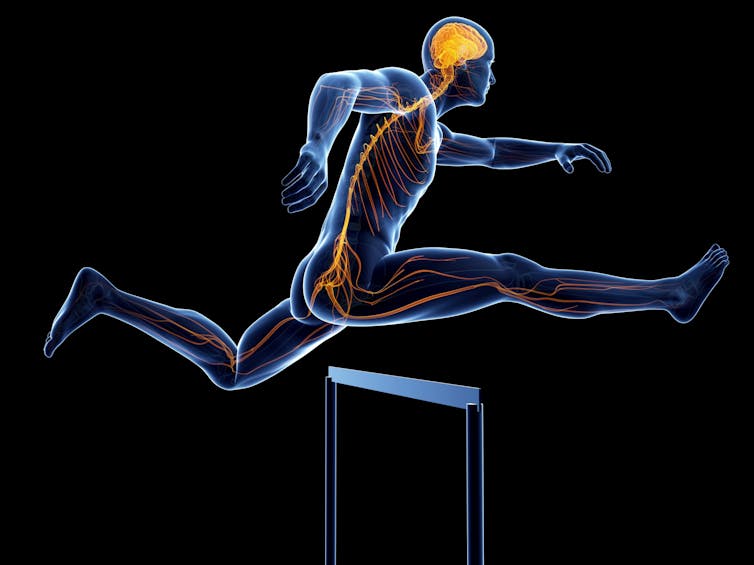 Transparent body of a man with brain and nerves highlighted jumping over a hurdle