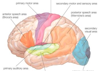 What I found when I scanned the brains of kids creating tunes on the piano