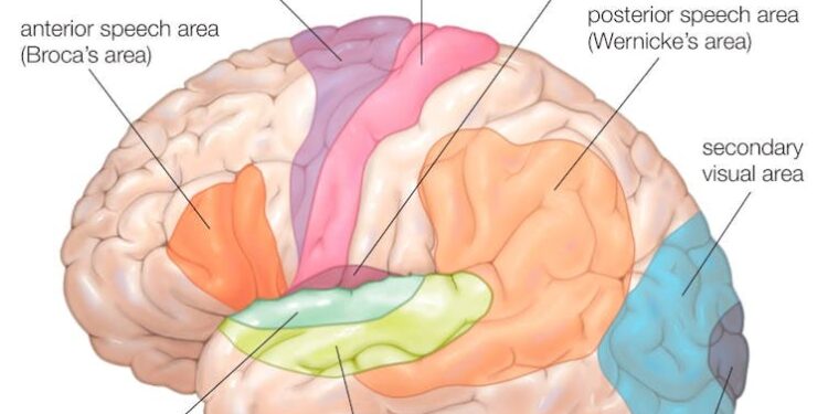 What I found when I scanned the brains of kids creating tunes on the piano