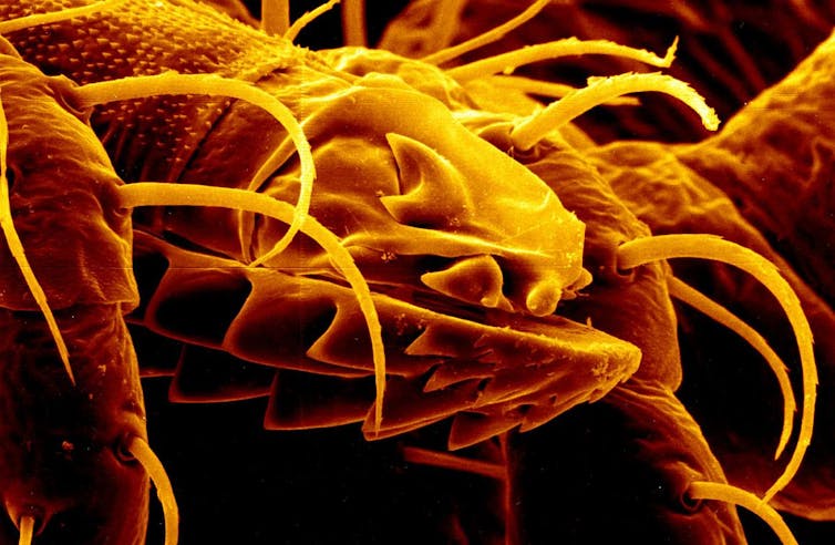 A microscope view of a tick's mouth is pretty scary