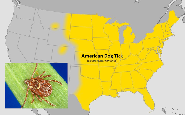 A map and image of a tick with a yellow necklace.