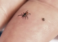 How to avoid tick bites in your yard or while hiking in the woods, and what to do if one starts feasting on you
