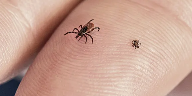 How to avoid tick bites in your yard or while hiking in the woods, and what to do if one starts feasting on you