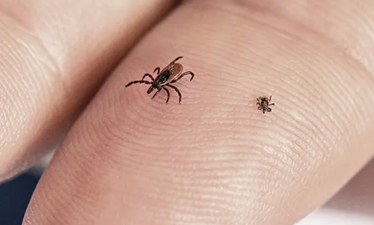 Two small ticks, one barely a dot, sit on a human finger.