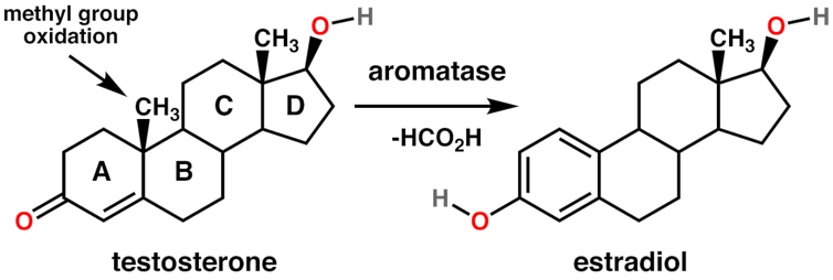 Chemical diagram of testosterone converting to estradiol via aromatase