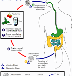 Cyclosporiasis sickens some people worse – why your diarrhea could be more explosive than others