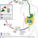 Cyclosporiasis sickens some people worse – why your diarrhea could be more explosive than others