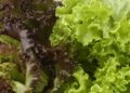 Should you wash your prewashed lettuce? An infectious disease expert explains how to eat your greens safely during the cyclospora outbreak