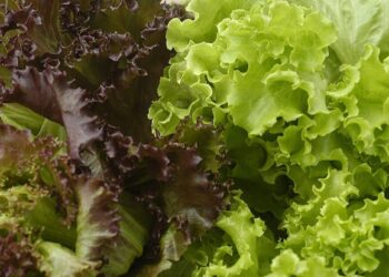 Should you wash your prewashed lettuce? An infectious disease expert explains how to eat your greens safely during the cyclospora outbreak