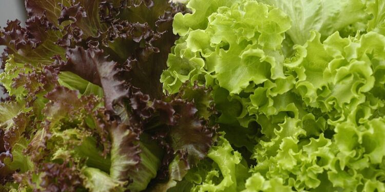 Should you wash your prewashed lettuce? An infectious disease expert explains how to eat your greens safely during the cyclospora outbreak