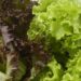 Should you wash your prewashed lettuce? An infectious disease expert explains how to eat your greens safely during the cyclospora outbreak