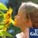 Smelling test: children need education in sniffing aromas, scientist says