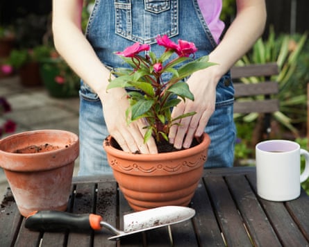 Woman is planting flower in plant pot in garden, close up