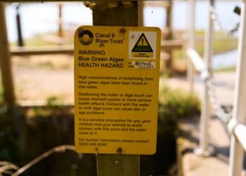 Campaign warns of perils UK waters can pose for dogs and owners