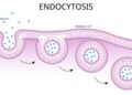 First mRNA flu shot approved by FDA bodes well for improving drugs of the future – though a few hurdles remain before mRNA can move beyond vaccines
