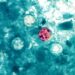 Cyclospora spreads through human waste – so how did it get on food?