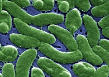 Flesh-eating bacteria are devouring limbs in warming waters worldwide − here’s how to protect yourself
