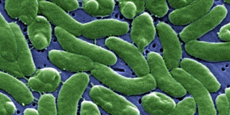 Flesh-eating bacteria are devouring limbs in warming waters worldwide − here’s how to protect yourself