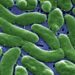 Flesh-eating bacteria are devouring limbs in warming waters worldwide − here’s how to protect yourself