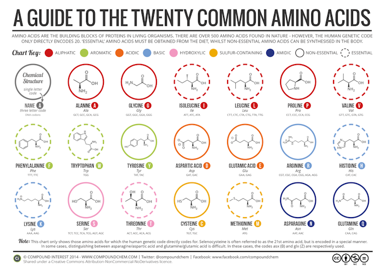 Chart with the chemical structures of 20 amino acids