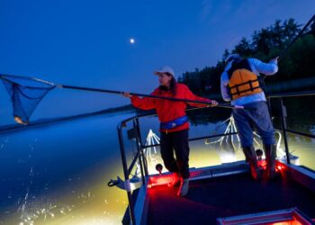 How we found a new transmissible cancer in bullhead catfish