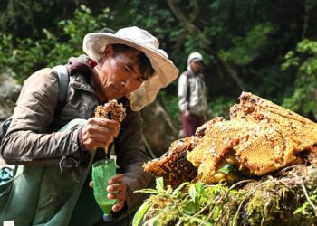 ‘Mad honey’ that can stop your heart is now being sold online worldwide