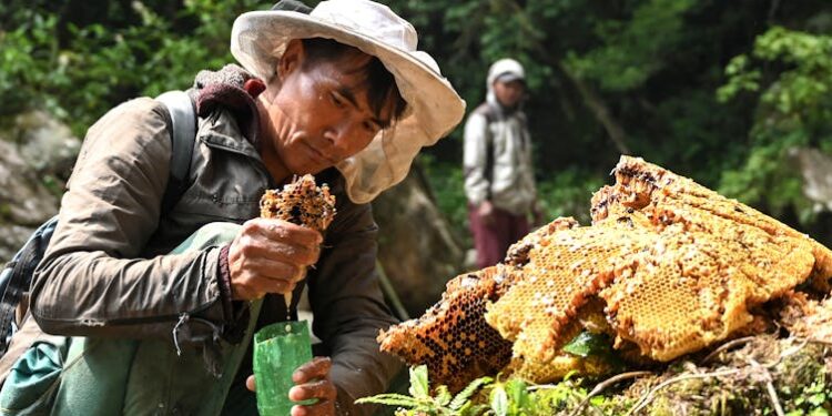 ‘Mad honey’ that can stop your heart is now being sold online worldwide