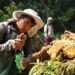 ‘Mad honey’ that can stop your heart is now being sold online worldwide