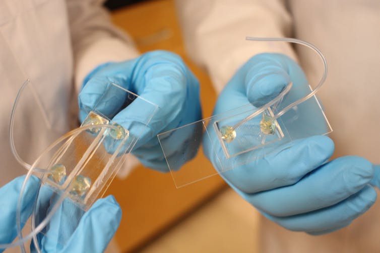 Gloved hands hold two pieces of glass with a chip and small tubes connected to carry fluids through its tiny channels