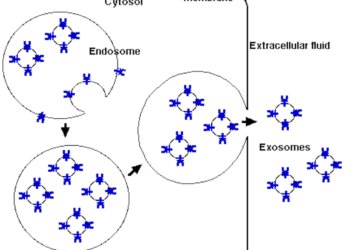 Shingles can cause severe chronic pain – new research on how exosomes alter neurons offers pathways to treatment