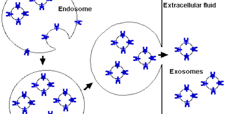 Shingles can cause severe chronic pain – new research on how exosomes alter neurons offers pathways to treatment