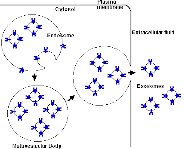 Diagram depicting internal sacs releasing smaller sacs from a cell