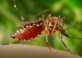 Dengue-carrying mosquitoes expand their reach into new territories – including Florida