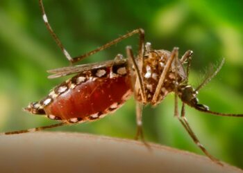 Dengue-carrying mosquitoes expand their reach into new territories – including Florida