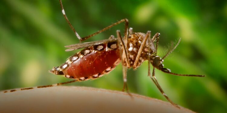 Dengue-carrying mosquitoes expand their reach into new territories – including Florida