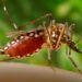 Dengue-carrying mosquitoes expand their reach into new territories – including Florida