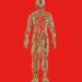 Feeling wired? The truth about ‘nervous system resets’