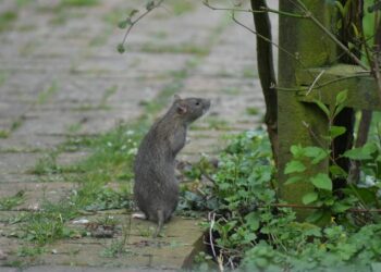 The politics of city rats: What urban rodents tell us about housing and sanitation