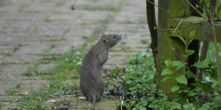 The politics of city rats: What urban rodents tell us about housing and sanitation