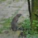 The politics of city rats: What urban rodents tell us about housing and sanitation