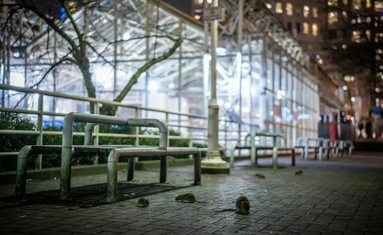 Rats at a train station.